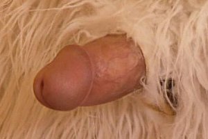 Lela star porno Porn